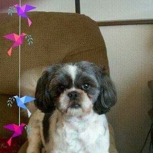 Meet your Posher, Roger